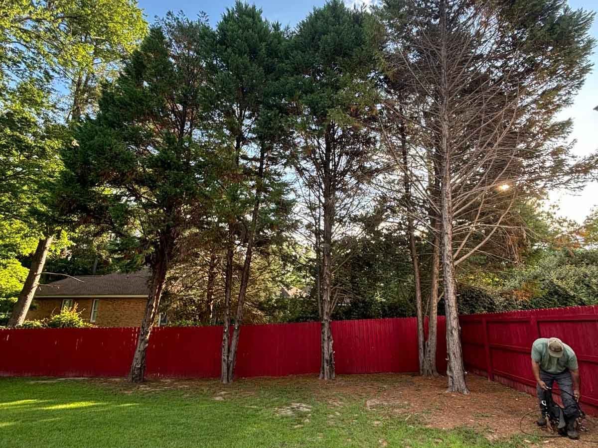 El Costeño Tree Service LLC